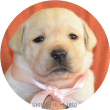 女の子(ピンク母犬グラス)